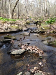 Viv_stream