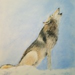 11.7.15_wolf_620w2